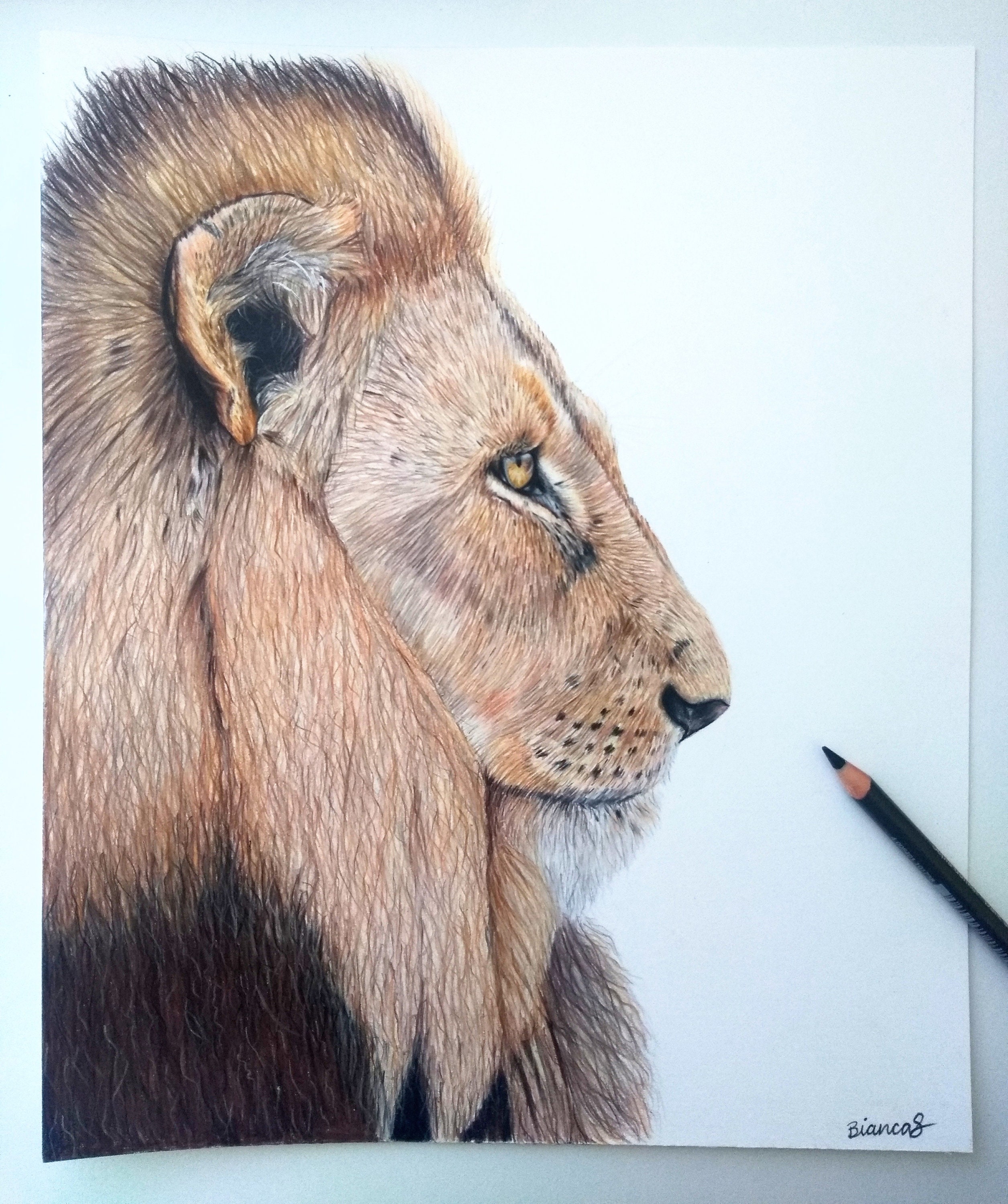 Lion Drawing Color