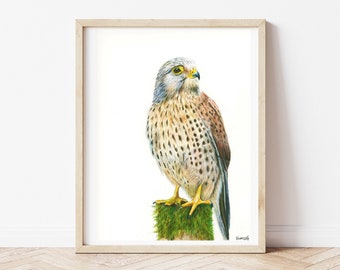 ORIGINAL Colored Pencil Kestrel Drawing, Bird Drawing, Hand Drawn Bird Illustration, 9"x12", Realistic, Wildlife Art