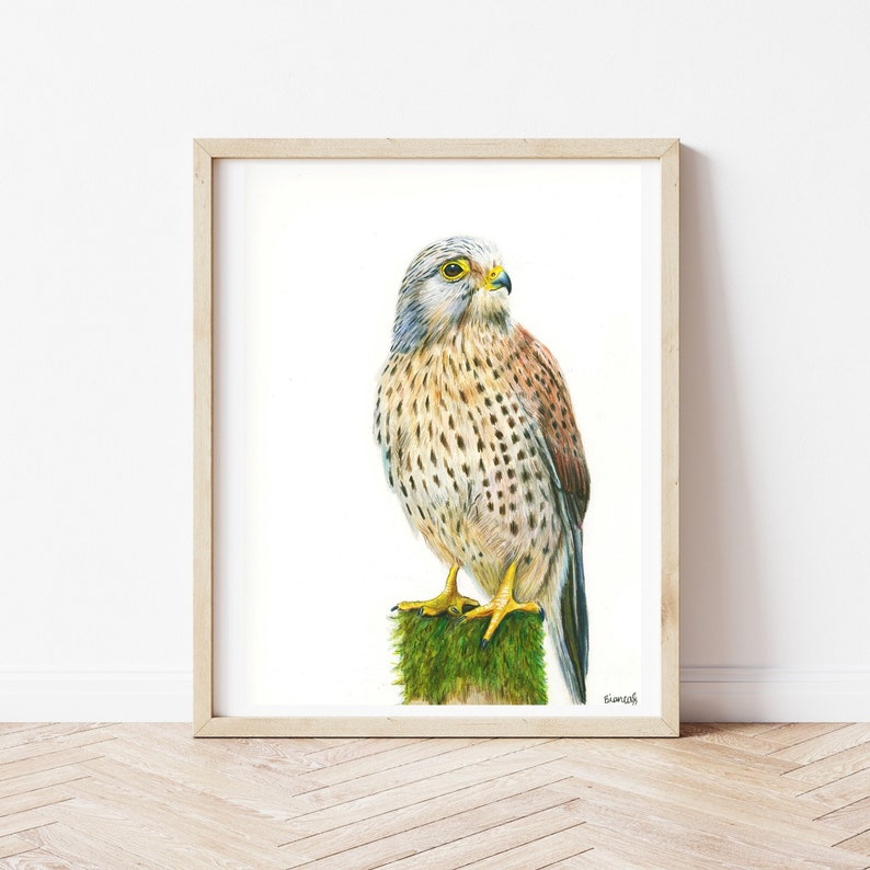 ORIGINAL Colored Pencil Kestrel Drawing, Bird Drawing, Hand Drawn Bird Illustration, 9x12, Realistic, Wildlife Art image 1