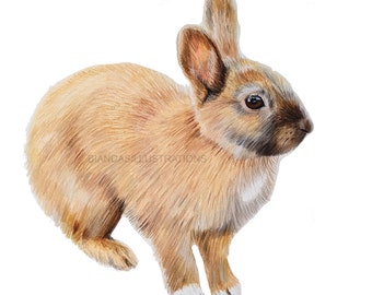 Bunny Drawing | Cute Bunny Illustration | Realistic Artwork | Hand Drawn | 10"x10" | Wall Decor | ORIGINAL Art