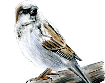 Original Sparrow Drawing | Colored Pencil Bird Art | Hand Drawn | 5"x7"