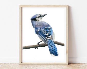 Blauhäher Vogel Zeichnung | Vogel Kunstwerk | Handgezeichnete | Buntstiftkunst | 20x10 | Geschenk für Naturliebhaber | Wildlife