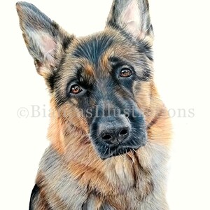 May include: A close-up portrait of a German Shepherd dog with brown and black fur. The dog is looking directly at the viewer with a serious expression. The dog's fur is detailed with shading and highlights.