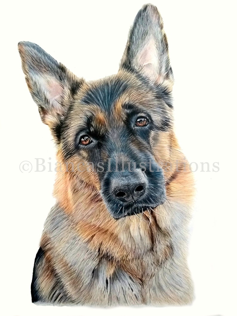 May include: A close-up portrait of a German Shepherd dog with brown and black fur. The dog is looking directly at the viewer with a serious expression. The dog's fur is detailed with shading and highlights.