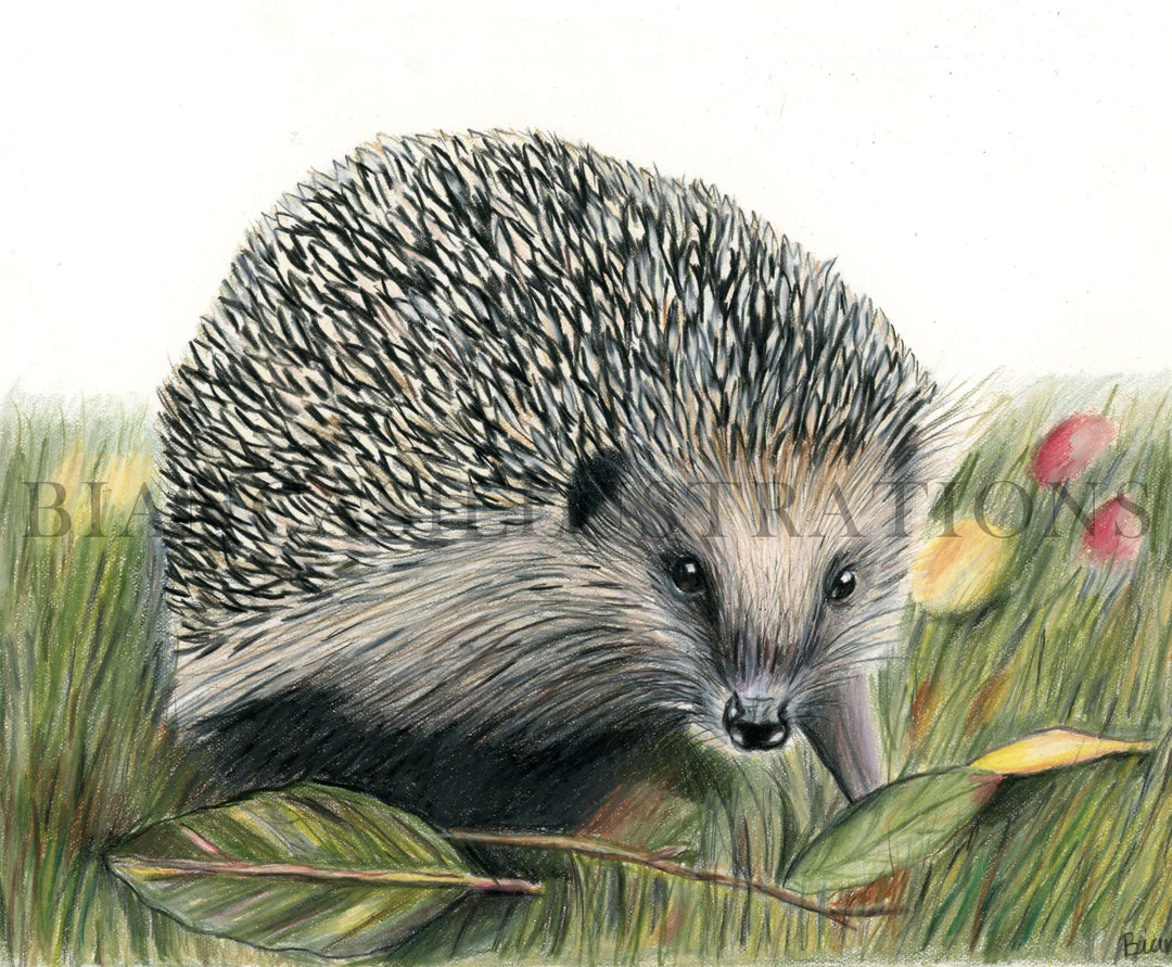 ハリネズミの絵 | 色鉛筆アートワーク | 手描きイラスト | 野生動物