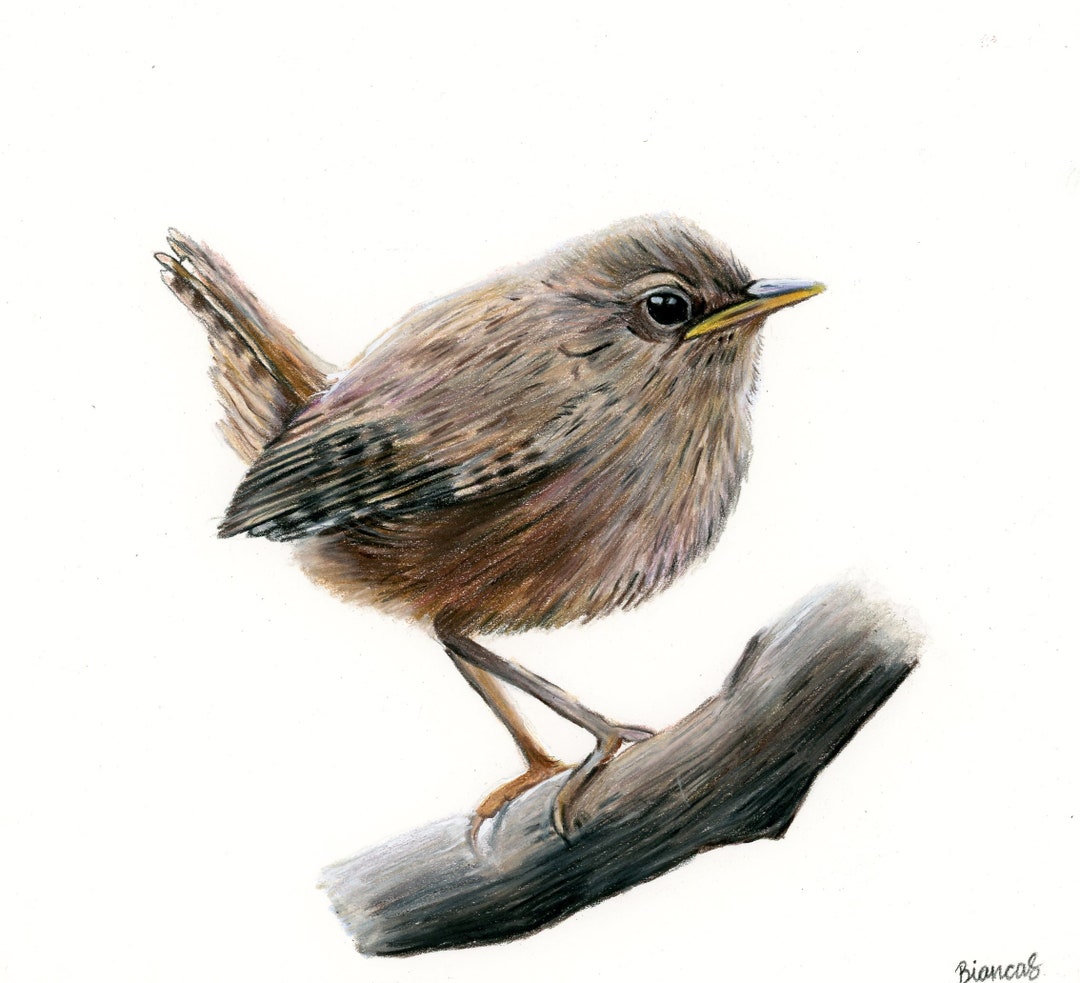 Wren ORIGINAL Artwork, Colored Pencil House Wren Drawing, Hand Drawn