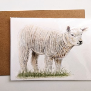 carte de vœux d’agneau | Crayon de couleur Agneau | | de cartes mignon Vide intérieur | Carte de Pâques