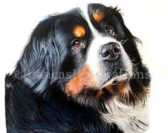 May include: A close-up portrait of a Bernese Mountain Dog with black, white, and brown fur. The dog is looking up and to the right, with its tongue slightly sticking out. The dog's fur is detailed and realistic, with a soft, fluffy texture.
