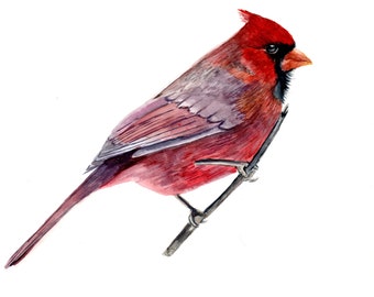 Fine Art Print 'Red Cardinal', Cardinal Watercolor Print, 8"x10"