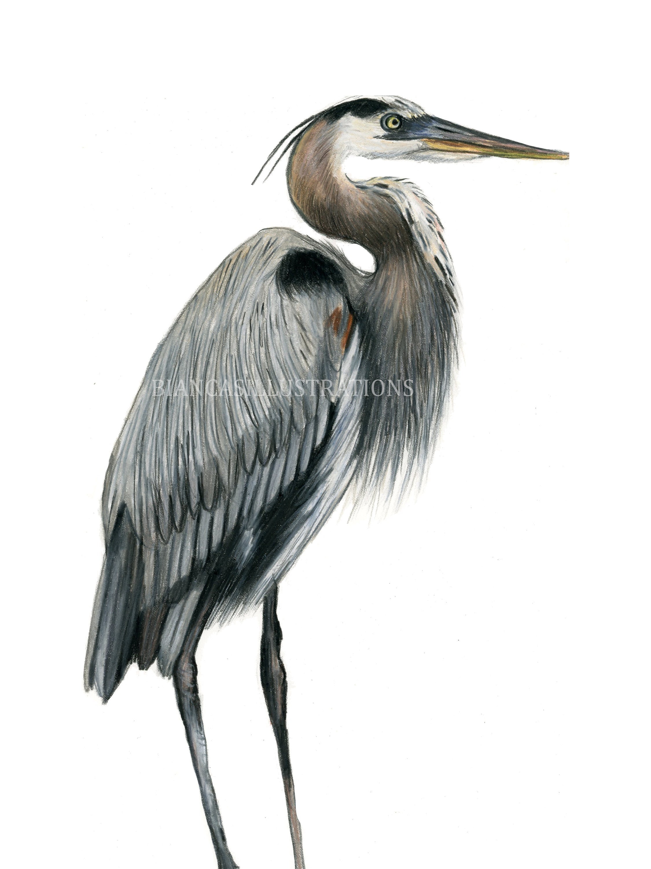 アオサギの絵 | オリジナルアートワーク | 手描きイラスト | 鳥