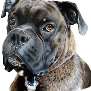 Custom Pet Portrait, Colored Pencils Hand Drawn Pet Portrait, Memorial Gift, Pet Lovers Gift