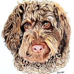May include: A detailed pencil drawing of a brown and white curly-haired dog with brown eyes. The dog is looking directly at the viewer. The drawing is signed "Biancos" in the bottom right corner.