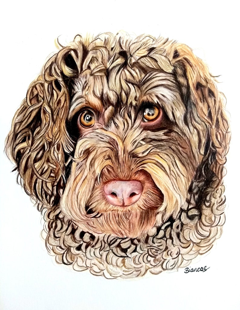 May include: A detailed pencil drawing of a brown and white curly-haired dog with brown eyes. The dog is looking directly at the viewer. The drawing is signed "Biancos" in the bottom right corner.