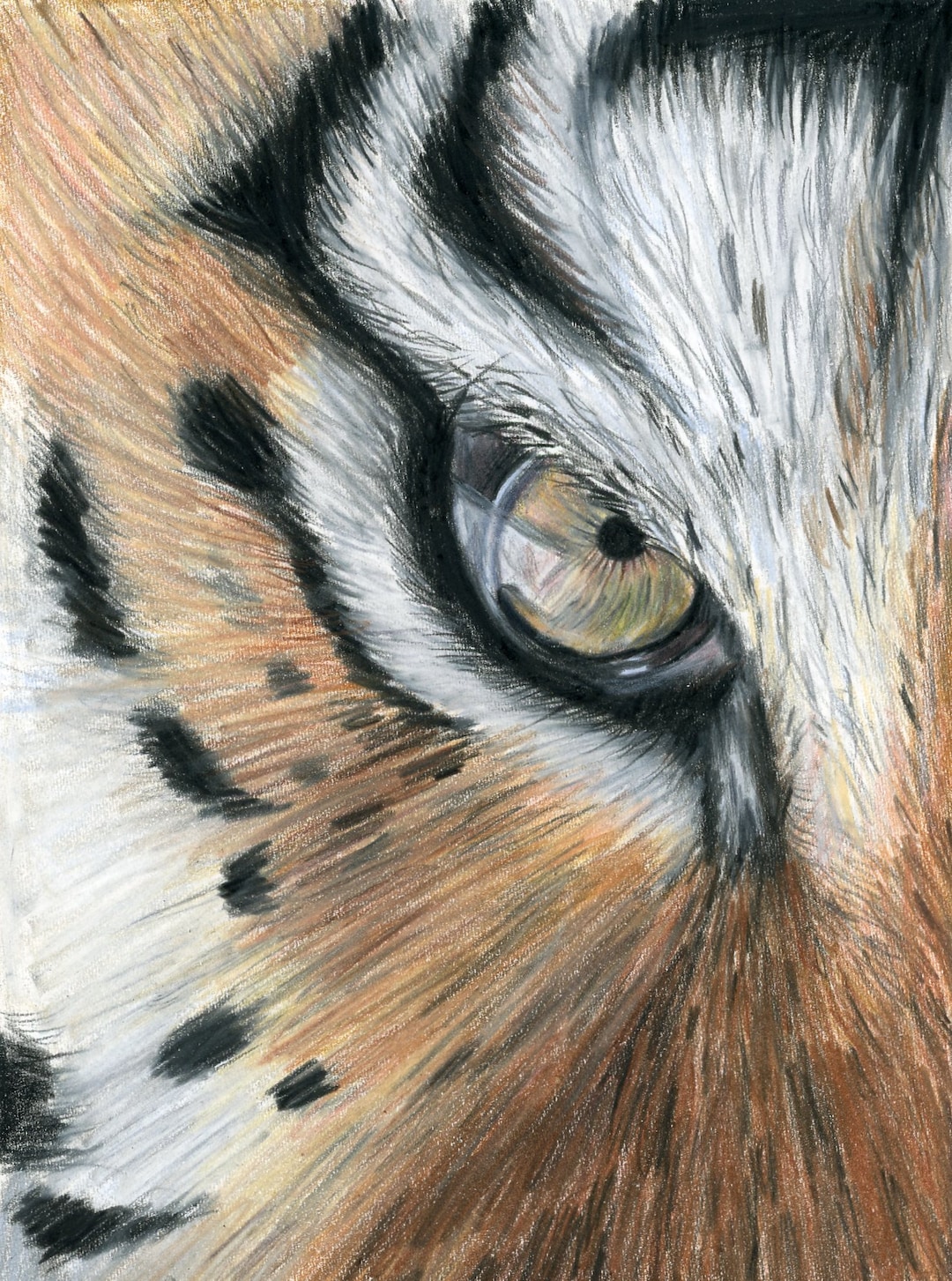 Tiger Drawing, ORIGINAL Colored Pencil Artwork, Wildlife Art, Hand Drawn,  11x11, Wall Decor 