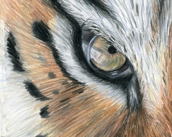 Original Colored Pencil Tiger Eye Drawing | Tiger Eye Artwork | Hand Drawn Illustration | 5"x7" | Wall Decor | Wildlife Lover's Gift