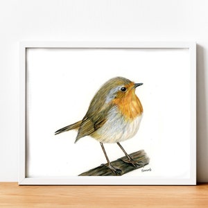 Robin Drawing, ORIGINAL Colored Pencil Artwork, 10x10 Bird Art, Robin Redbreast