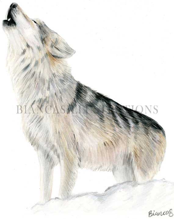 オオカミの絵 | 色鉛筆のオオカミ | リアルな絵 | 8