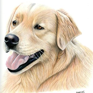 May include: A close-up portrait of a golden retriever dog with its tongue sticking out. The dog has a light brown coat and a white patch on its forehead. The dog's eyes are brown and its nose is black.