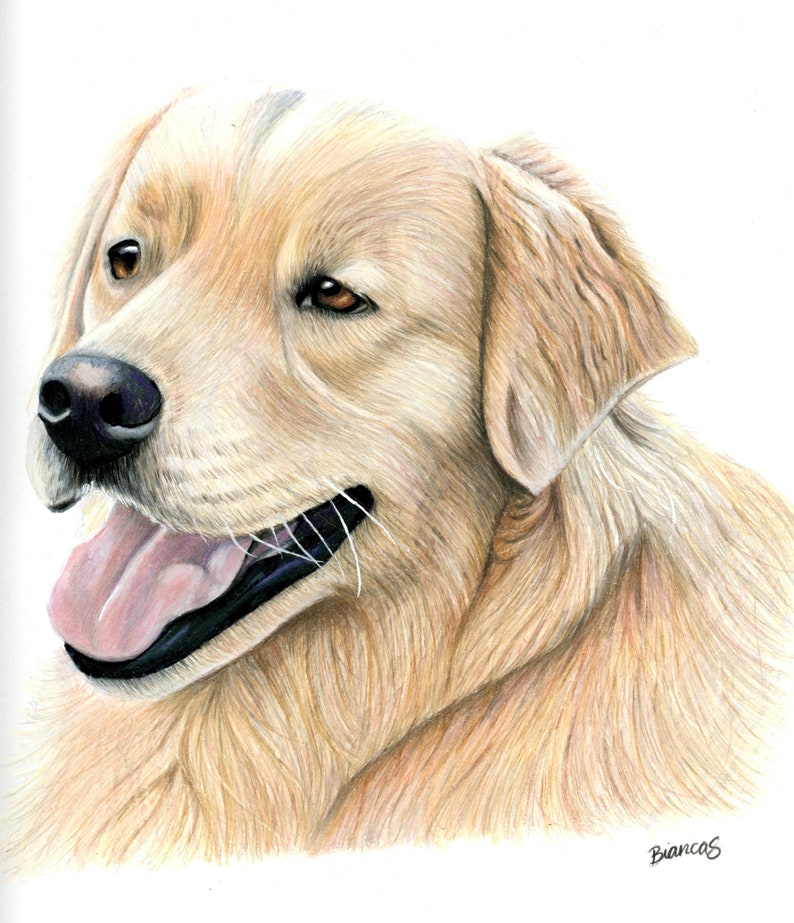 May include: A close-up portrait of a golden retriever dog with its tongue sticking out. The dog has a light brown coat and a white patch on its forehead. The dog's eyes are brown and its nose is black.