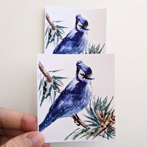 Blue Jay pegatina, acuarela azul Jay Pájaro vinilo pegatina, para botellas de agua, ordenadores portátiles, planificadores