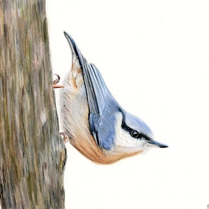 以下が含まれることがあります： 木の枝にとまっている青と茶色のシジュウカラの水彩画。鳥は画像の右側を向いており、頭を下げています。鳥のくちばしは開いており、目は閉じられています。