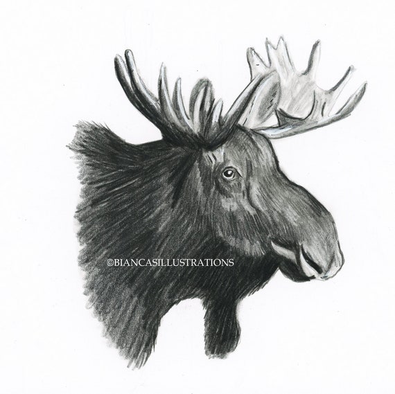 Moose Drawing, ORIGINAL Graphite Artwork, Hand Drawn Illustration, Wildlife  Art, 6x6