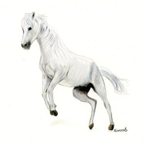 White Horse Drawing | ORIGINAL Art | 8&quot;x10&quot; | Wall Decor | Colored Pencil Artwork