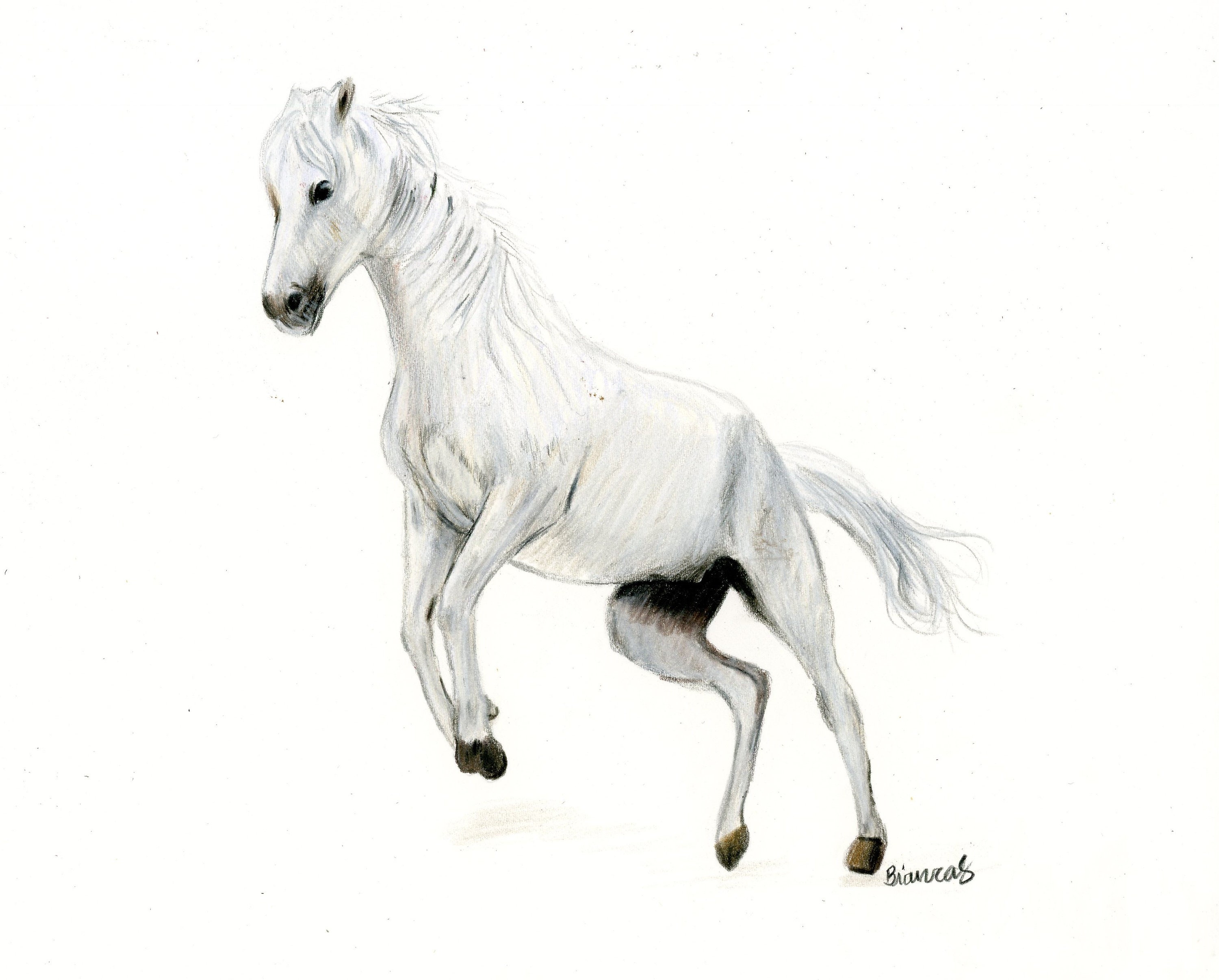 白い馬の絵 | オリジナルアート | 8