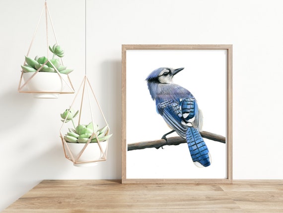 ブルージェイの鳥の絵 | 鳥のアートワーク | 手描き | 色鉛筆アート