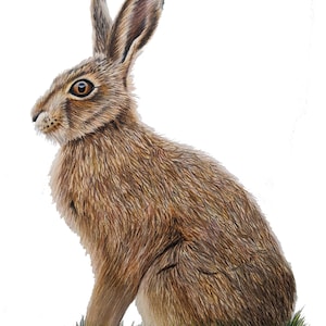 ORIGINAL Colored Pencil Hare Drawing, Realistic Artwork, Rabbit Art, Hand Drawn 12&quot;x14&quot;, Wildlife