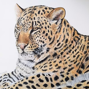 ヒョウの鉛筆画プリント、リアルな動物の絵、白黒の野生動物