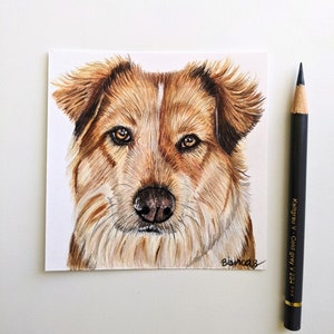 Custom Colored Pencil Pet Portraits, Realistic Dog and Cat Commissions, Detailed Pet Portrait From Photo