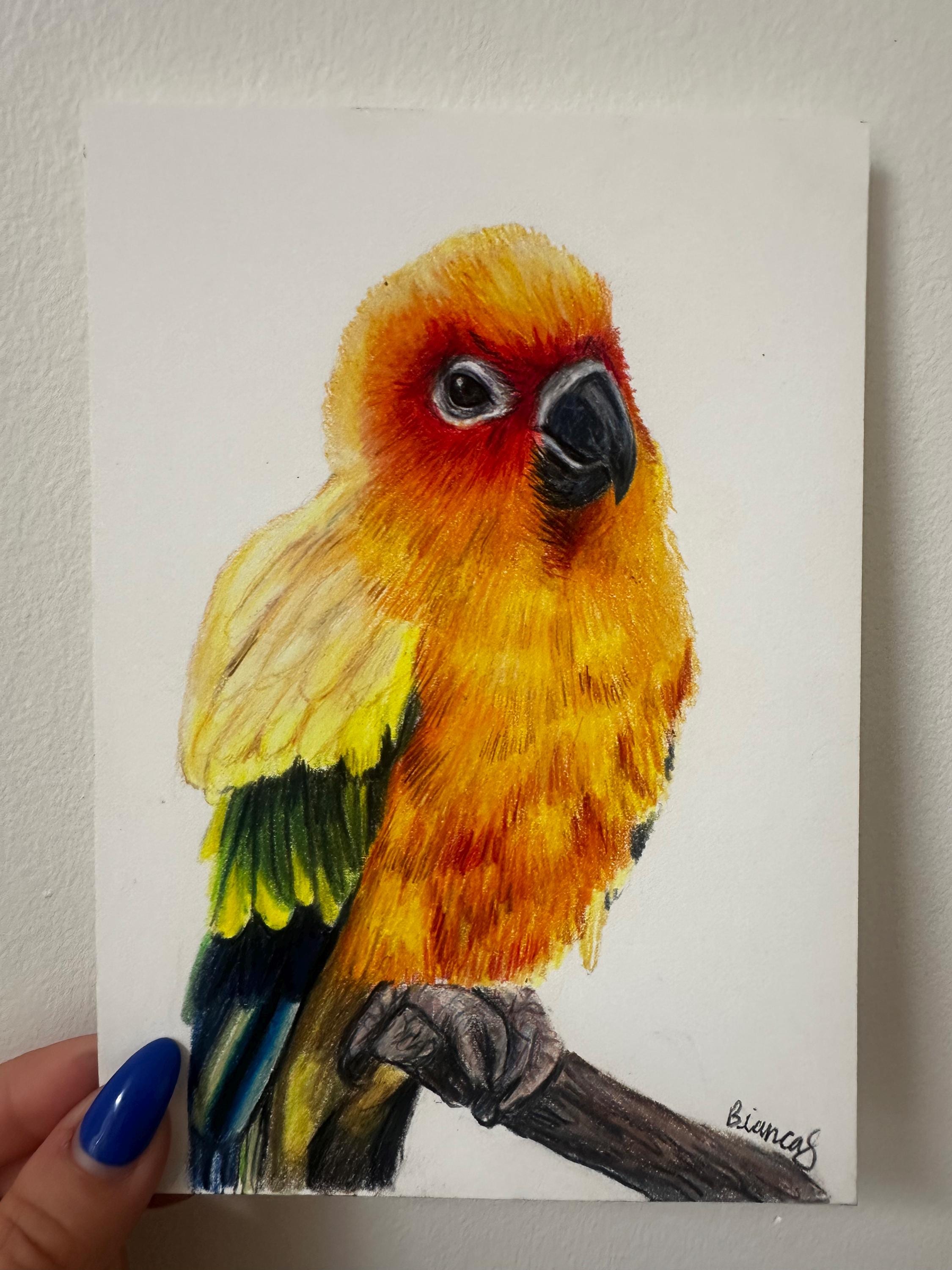 手描きオウムのクレヨン画 オウムの絵 | 5インチ×7インチのオリジナルアート | 色鉛筆アート