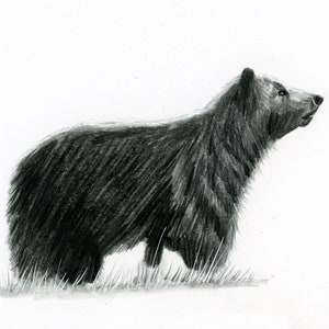Bär Zeichnung, Wildtier Kunstwerk, Handgezeichnete Illustration, 12,7 x 17,8 cm, Graphite Grizzly Bear Art