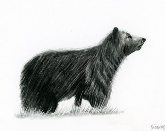 May include: A black and white pencil drawing of a bear standing in a field of grass. The bear is looking to the right of the image.