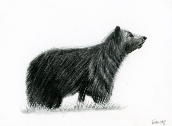 Bear Drawing, Wildlife Artwork, Hand Drawn Illustration, 5x7, Graphite  Grizzly Bear Art
