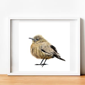 Dipinto di uccelli / Arte ORIGINALE / Uccello indiano Chat / Opera d'arte di uccelli ad acquerello / Arte della fauna selvatica / Decorazione murale / Dipinto a mano / 7"x7"