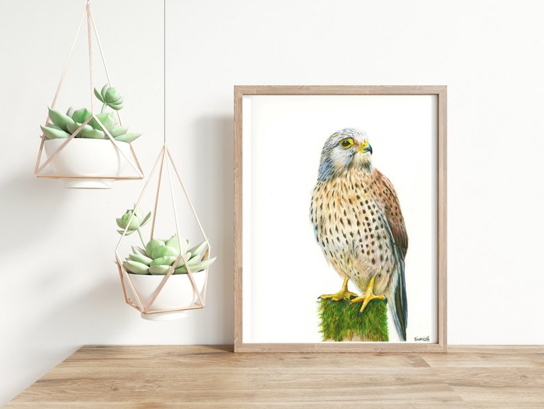 ORIGINAL Colored Pencil Kestrel Drawing, Bird Drawing, Hand Drawn Bird Illustration, 9x12, Realistic, Wildlife Art image 2