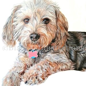 May include: A close-up portrait of a small, brown and white dog with curly fur. The dog is lying down and looking directly at the viewer. The dog is wearing a pink collar with a blue tag that has a bone shape.