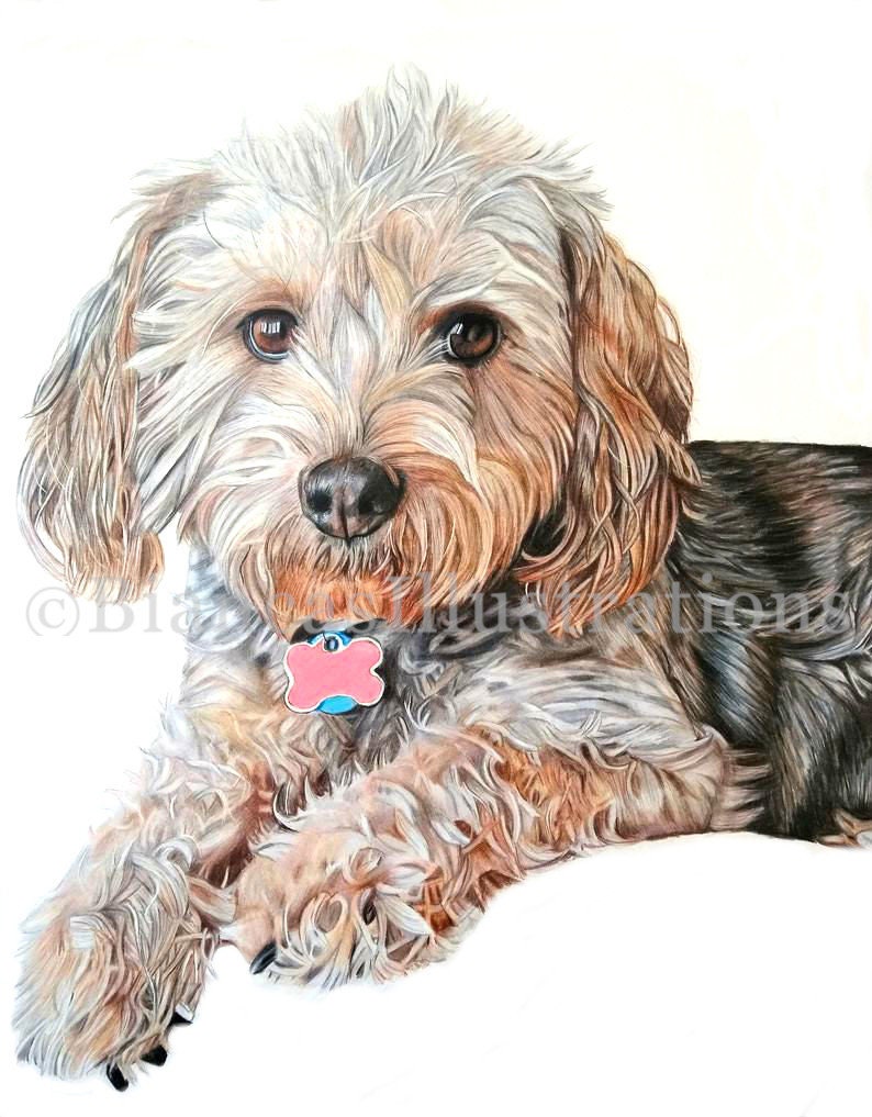 May include: A close-up portrait of a small, brown and white dog with curly fur. The dog is lying down and looking directly at the viewer. The dog is wearing a pink collar with a blue tag that has a bone shape.