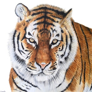 Tiger Drawing, ORIGINAL Colored Pencil Artwork, Wildlife Art, Hand Drawn, 11&quot;x11&quot;, Wall Decor