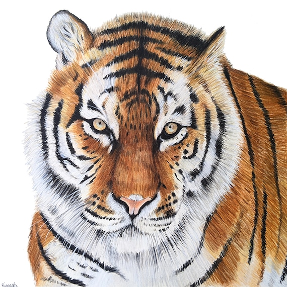 Tiger Drawing, ORIGINAL Colored Pencil Artwork, Wildlife Art, Hand Drawn,  11x11, Wall Decor 