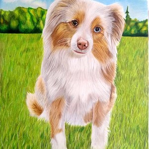 May include: A painting of a brown and white Australian Shepherd dog sitting on green grass. The dog has blue and brown eyes and is looking directly at the viewer.