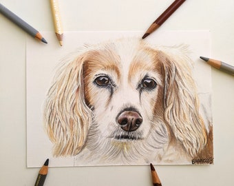 Custom Colored Pencil Pet Portraits, Realistic Dog and Cat Commissions, Detailed Pet Portrait From Photo