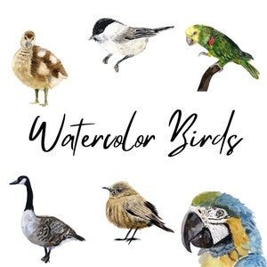 Aves 2 | Clipart aquarela | Pintado à mão | Download Digital | Download instantâneo | Ganso | Papagaio | Chapim de salgueiro | Bate-papo indiano | Arquivos PNG