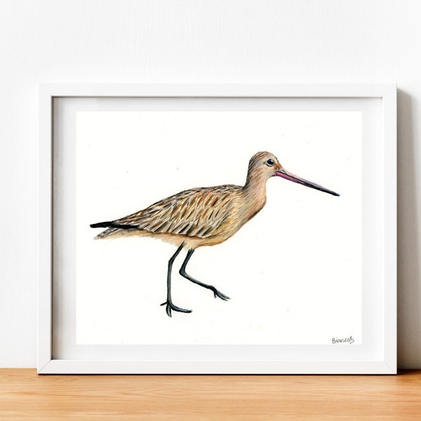 Colored Pencil Bird Artwork | ORIGINAL Art | Hand Drawn | Sandpiper Bird Illustration | 8"x10" | Wildlife Art