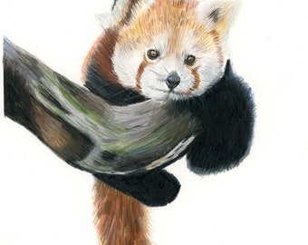 レッサーパンダの絵 | 野生動物アート | 手描き | 動物イラスト