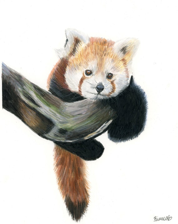 Red Panda Drawing Wildlife Art Hand Drawn Animal Illustration ORIGINAL  Artwork 8x10 -  Canada