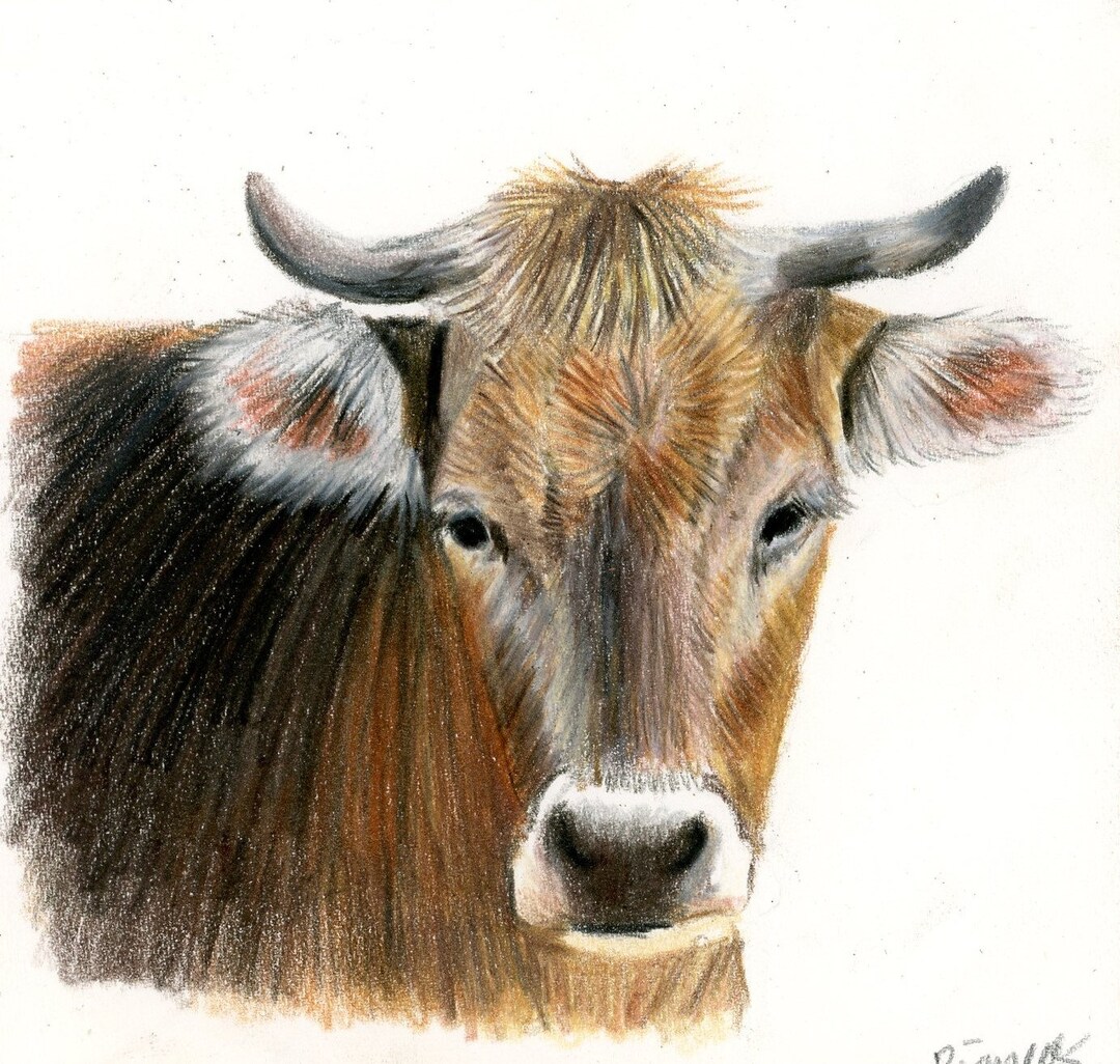 牛の絵 | 色鉛筆アート | 手描き | 4