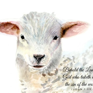 May include: Watercolor painting of a white lamb with a soft, gentle expression. The painting includes the text "Behold the Lamb of God who taketh away the sin of the world. JOHN 1:29".